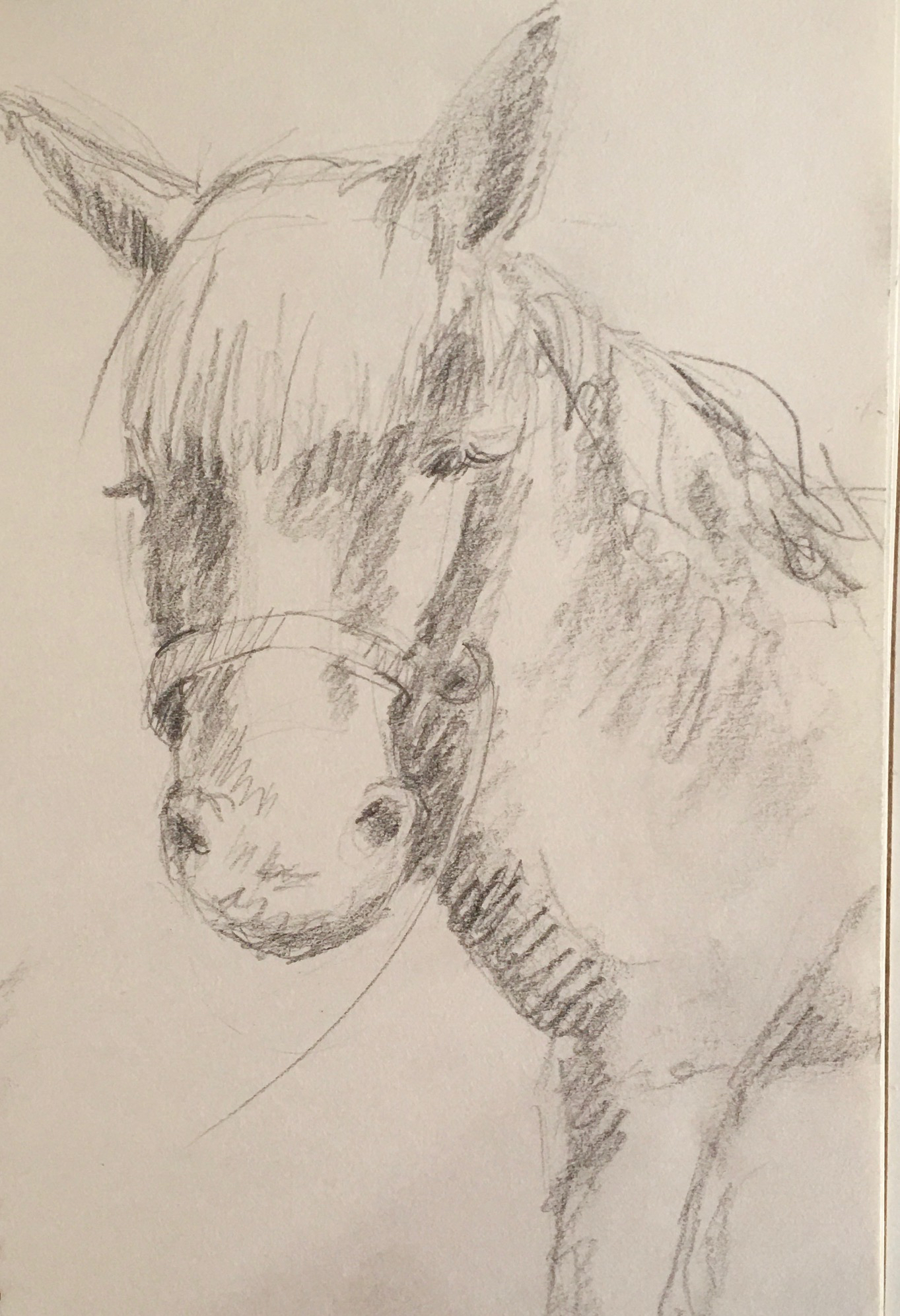Horse at Synshine Meadows by Debby Coles Dobay